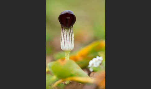 Krummstab (Arisarum vulgare)