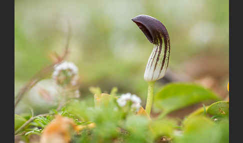 Krummstab (Arisarum vulgare)