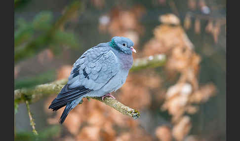 Hohltaube (Columba oenas)