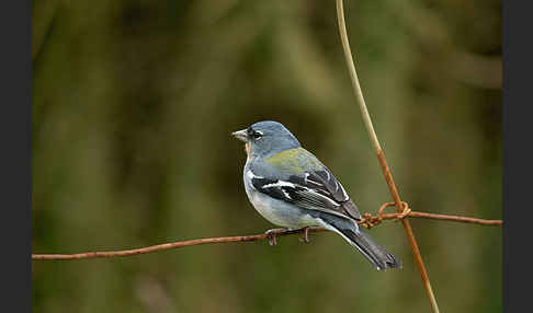 Nordafrikanischer Buchfink (Fringilla coelebs africana)