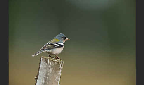 Nordafrikanischer Buchfink (Fringilla coelebs africana)