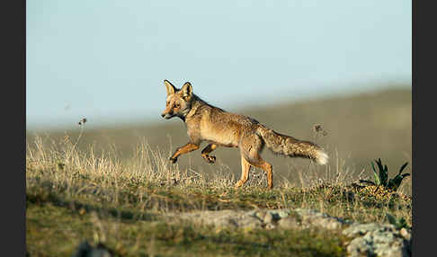 Rotfuchs (Vulpes vulpes)