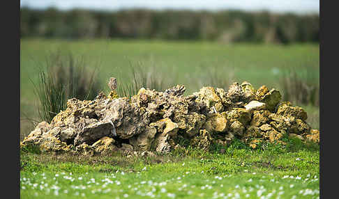 Steinkauz (Athene noctua)