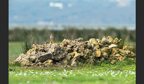 Steinkauz (Athene noctua)