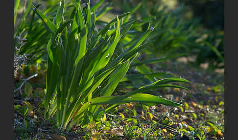 Meerzwiebel (Drimia maritima)