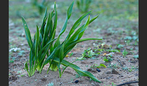 Meerzwiebel (Drimia maritima)