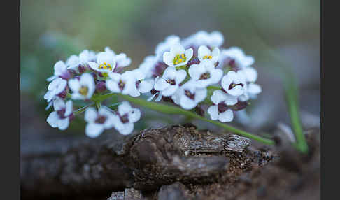 Strand-Silberkraut (Lobularia maritima)