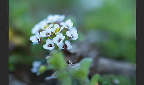 Strand-Silberkraut (Lobularia maritima)