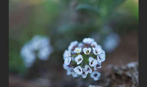 Strand-Silberkraut (Lobularia maritima)