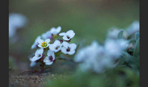 Strand-Silberkraut (Lobularia maritima)