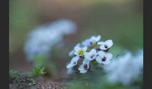 Strand-Silberkraut (Lobularia maritima)