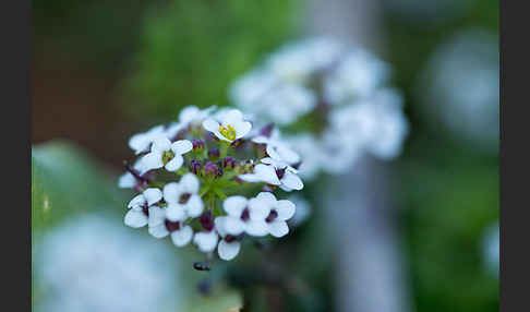 Strand-Silberkraut (Lobularia maritima)