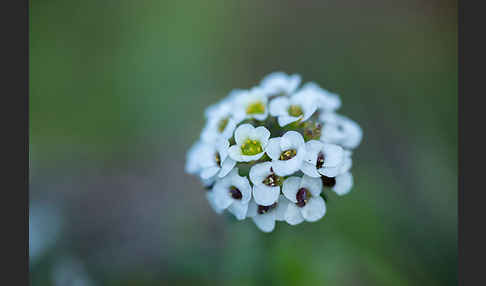 Strand-Silberkraut (Lobularia maritima)