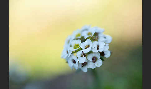 Strand-Silberkraut (Lobularia maritima)