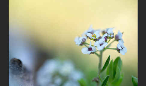 Strand-Silberkraut (Lobularia maritima)