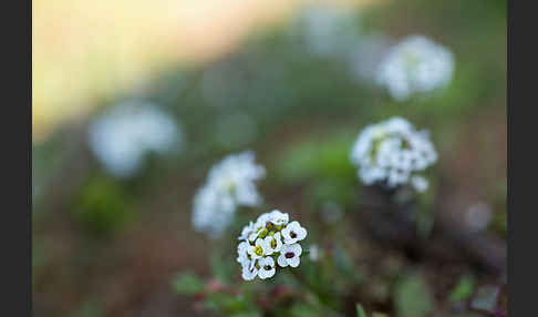 Strand-Silberkraut (Lobularia maritima)