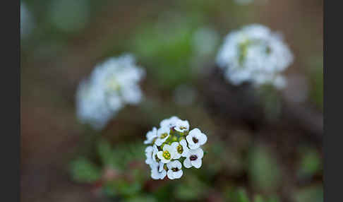 Strand-Silberkraut (Lobularia maritima)