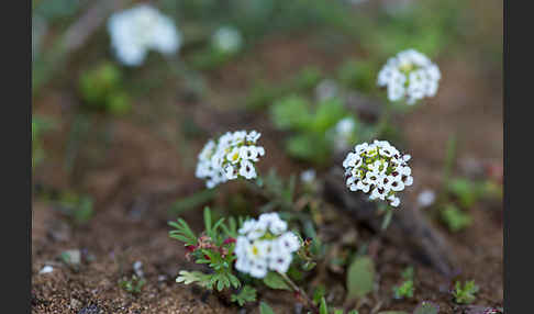 Strand-Silberkraut (Lobularia maritima)