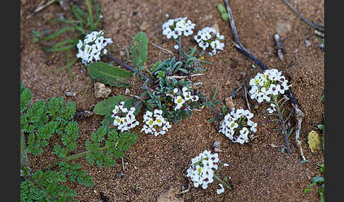 Strand-Silberkraut (Lobularia maritima)