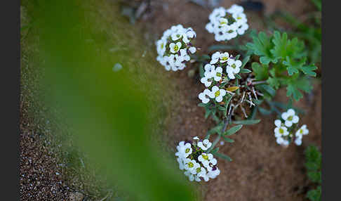 Strand-Silberkraut (Lobularia maritima)