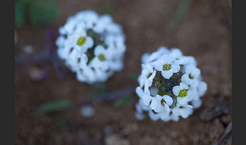 Strand-Silberkraut (Lobularia maritima)