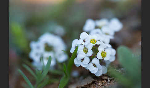 Strand-Silberkraut (Lobularia maritima)