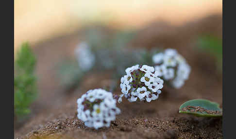 Strand-Silberkraut (Lobularia maritima)