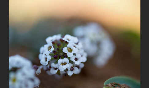 Strand-Silberkraut (Lobularia maritima)