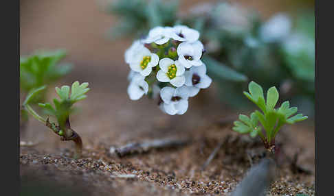 Strand-Silberkraut (Lobularia maritima)