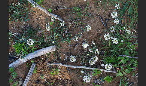 Strand-Silberkraut (Lobularia maritima)