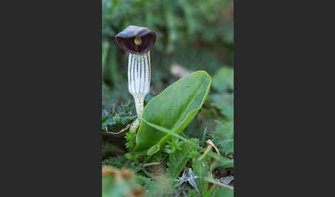 Krummstab (Arisarum vulgare)