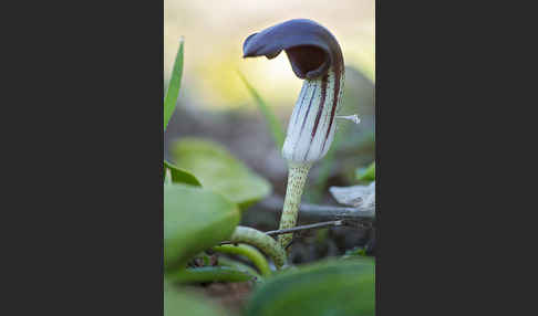 Krummstab (Arisarum vulgare)