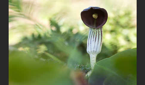 Krummstab (Arisarum vulgare)