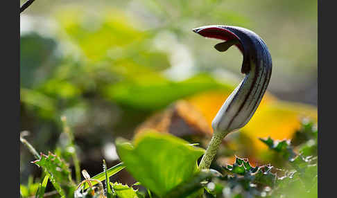 Krummstab (Arisarum vulgare)