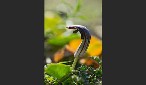 Krummstab (Arisarum vulgare)