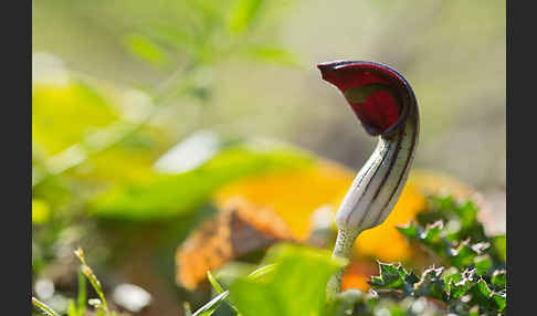 Krummstab (Arisarum vulgare)