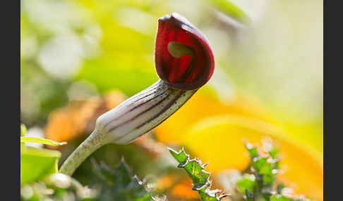 Krummstab (Arisarum vulgare)