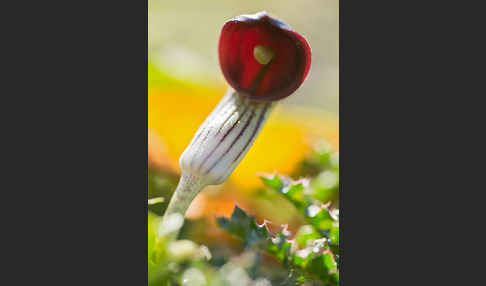 Krummstab (Arisarum vulgare)