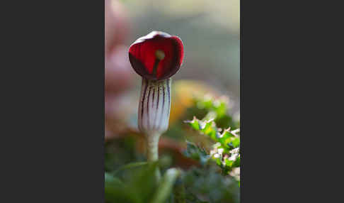 Krummstab (Arisarum vulgare)