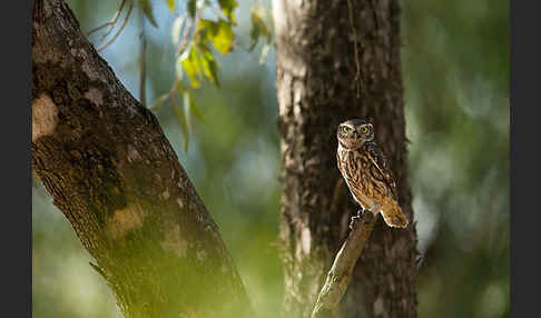 Steinkauz (Athene noctua)