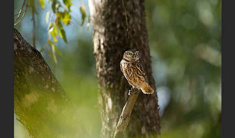 Steinkauz (Athene noctua)