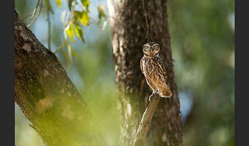 Steinkauz (Athene noctua)