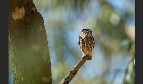 Steinkauz (Athene noctua)