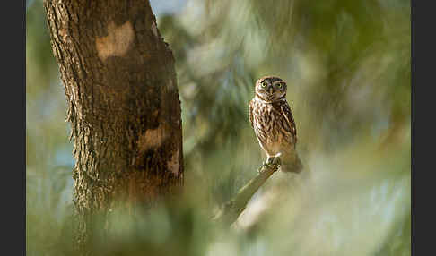 Steinkauz (Athene noctua)