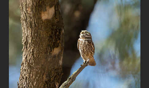 Steinkauz (Athene noctua)