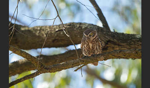 Steinkauz (Athene noctua)