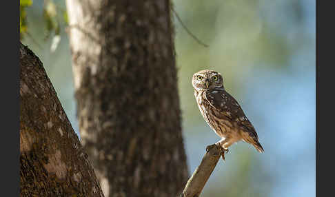 Steinkauz (Athene noctua)