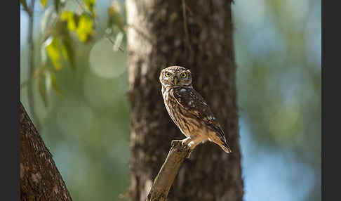 Steinkauz (Athene noctua)