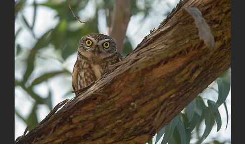 Steinkauz (Athene noctua)