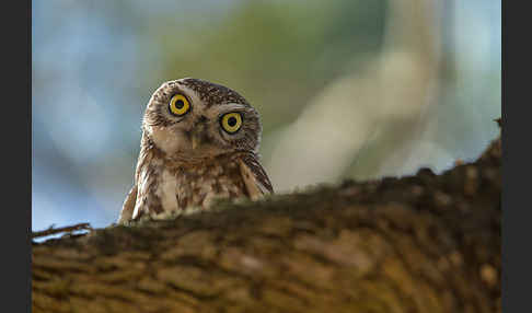 Steinkauz (Athene noctua)